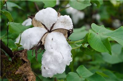 Cotton Flower